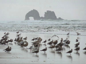 twin rocks rockaway beach oceanfront